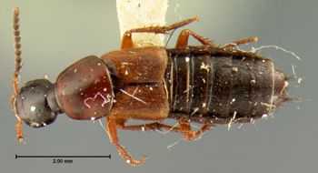 Media type: image;   Entomology 7284 Aspect: habitus dorsal view